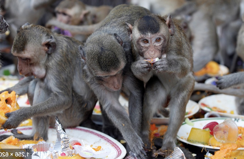 ¿Qué es el virus B? Primer caso humano del mortal \"virus del mono B\" por ataque de animal salvaje